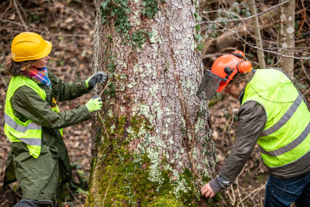 Reliable Hurley, WI Tree Services Solutions